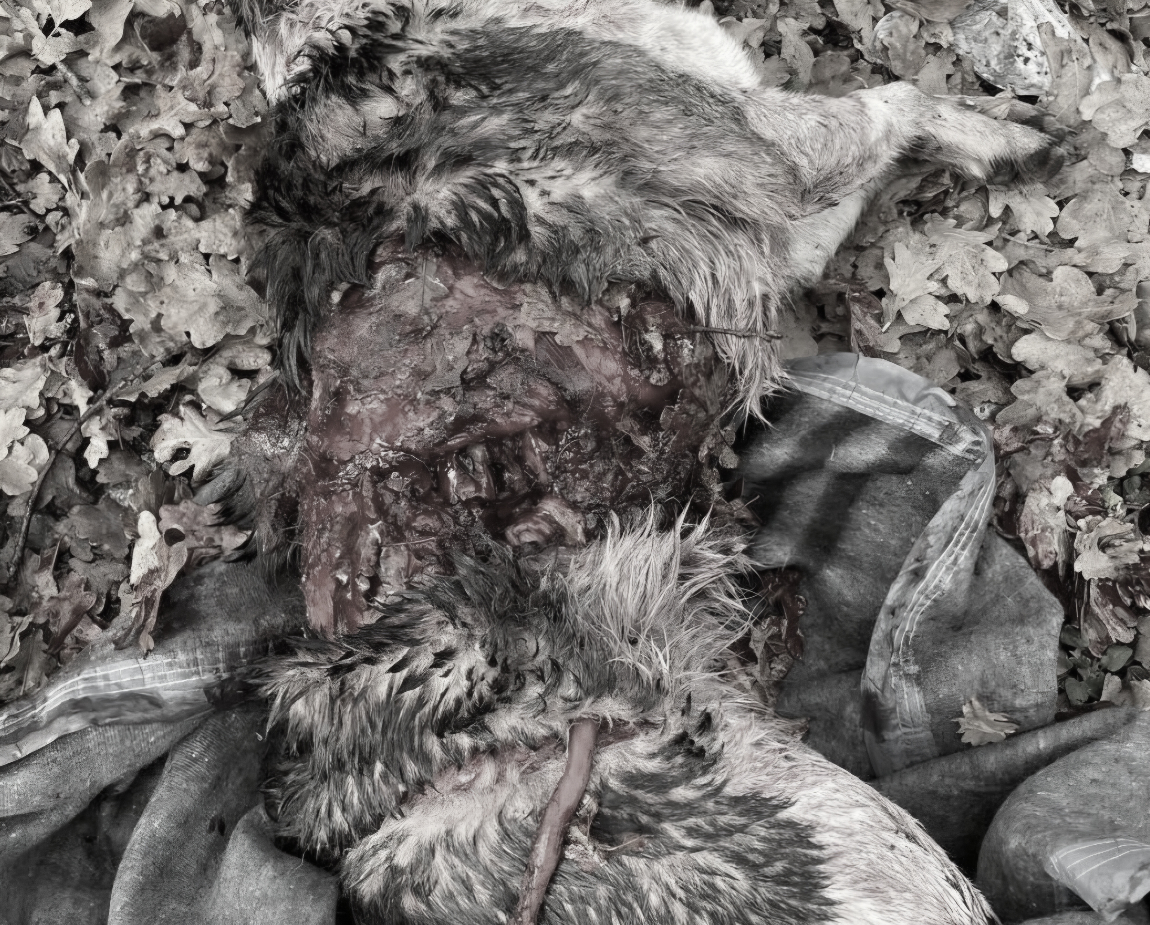 INVESTIGAN BRUTALES ATAQUES CON ARMA BLANCA CONTRA PERROS DE CANIL MUNICIPAL DE PUCÓN